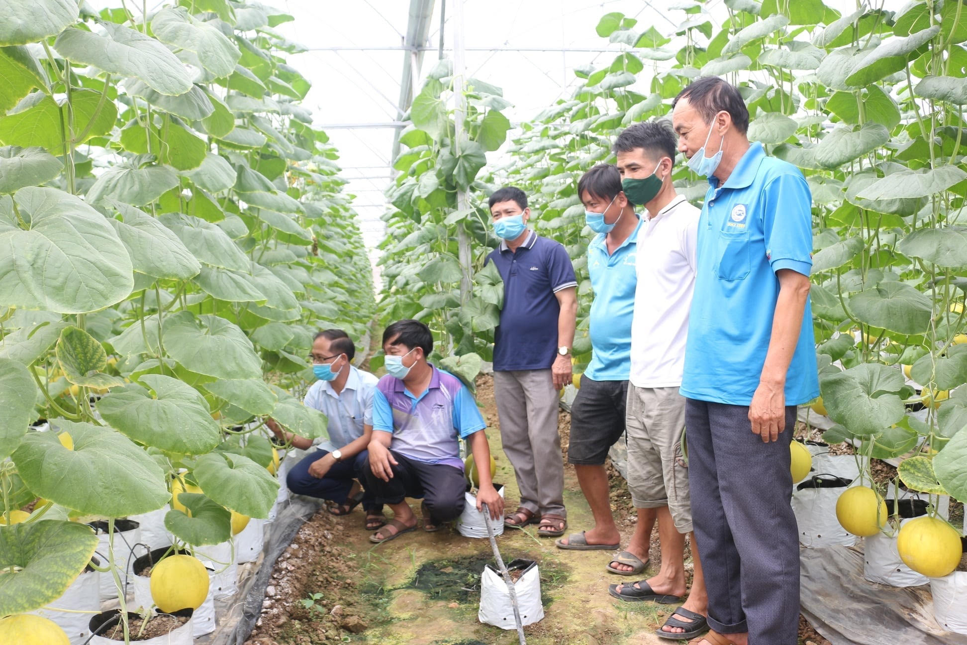 Mô hình dưa kim Hoàng Hậu của hội viên nông dân thị trấn Thiệu Hoá