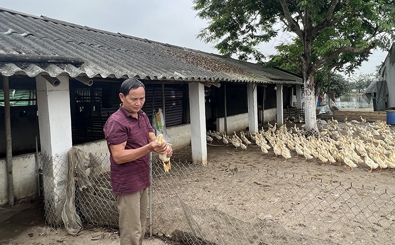 Mô hình nông nghiệp tuần hoàn nuôi vịt, cá và trồng cây ăn quả tại xã Thiệu Long 