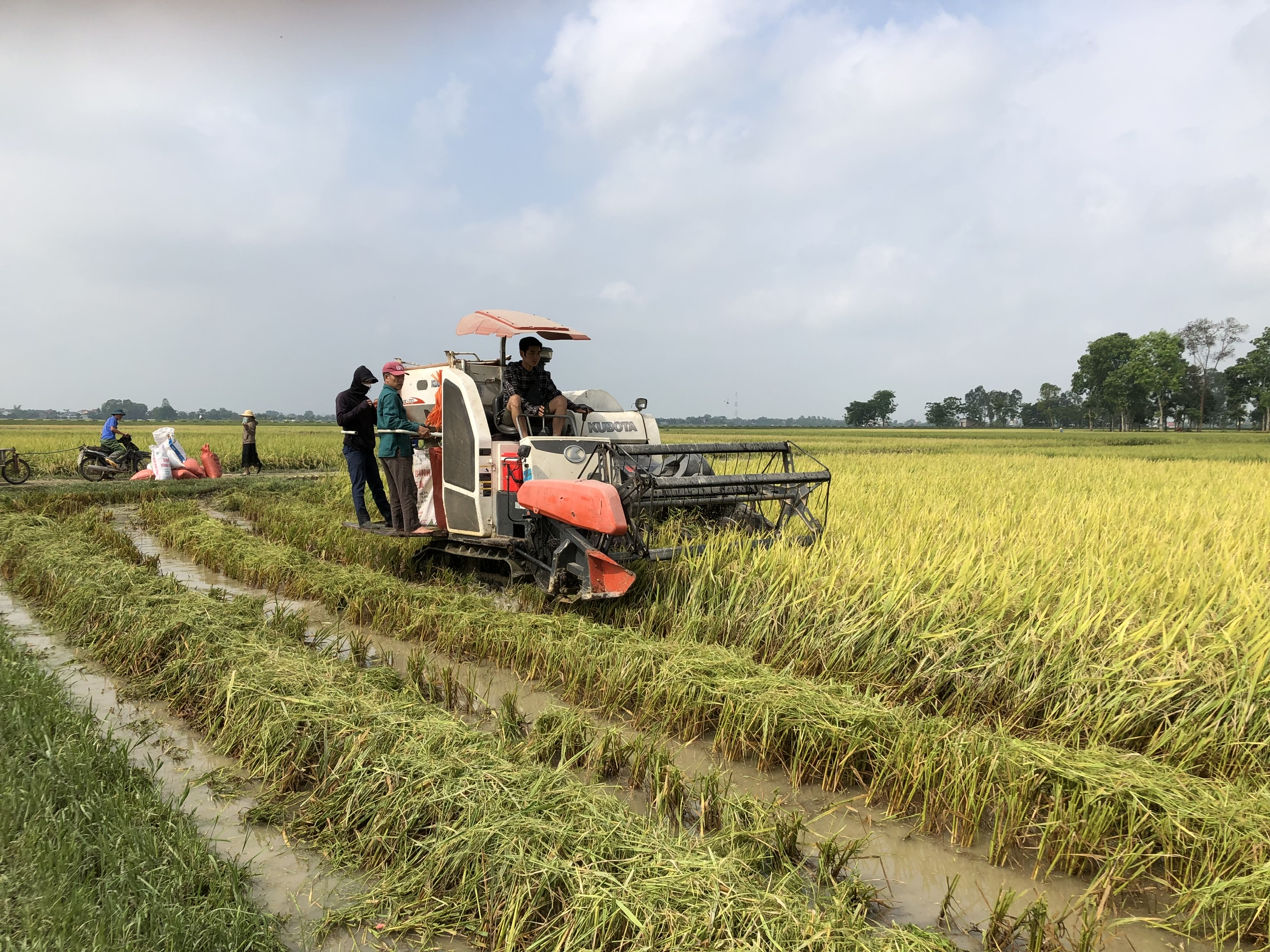 100% diện tích lúa trên địa bàn huyện được thu hoạch bằng máy gặt đập liên hợp