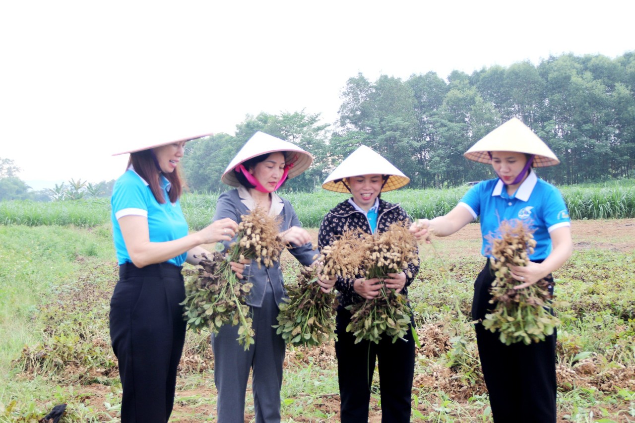 Hội viên Hội LHPN xã Thiệu Nguyên tham gia mô hình trồng lạc trên đất bãi